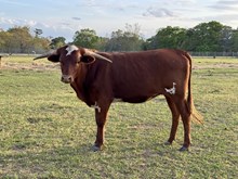 TS Merlot