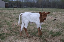 Heifer Horseshoe J Popsicle X Powerwagon