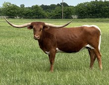 Horseshoe J Cheesecake