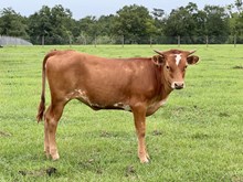 TS Lucy Goose