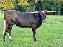 TS Ebony
