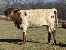 LRR Olive Foundation