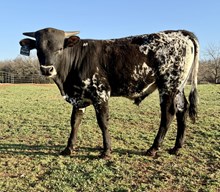 LRR Amps Last Hurrah