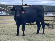 Two Dozen Black Roses