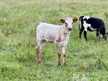 HRT 50 Amps of Sparkle