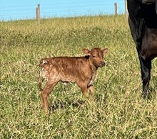 J7 SOPHI AMP 🇧🇷