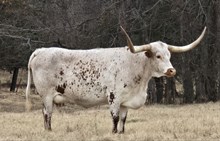 HORSESHOE J ODESSA