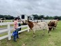 Residents from The Neighborbood at Grove Park Assisted Living visiting longhorns and horses