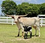 Diva with RL Black Market bull