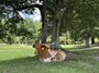 Jessie beating the summer heat under a tree.