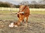 Dunn Solo giving TS Buckaroo a bath