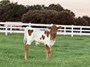 2024 50 Amp bull calf. 