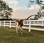 Horseshoe J Scarlet on a fall evening. Photo credit:TIfflynn Photography