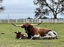 TS Invested Gemma with RL Black Market heifer -TS Blackmail