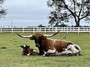 TS Invested Gemma with RL Black Market heifer -TS Contraband (Connie)