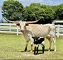 TS Straight Flush Diva with her newborn bull calf. 