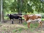 TS Blackmail and TS Superpower hanging out in the shade on a hot summer day. 