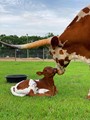 Dunn Prissy with 2021 bull calf